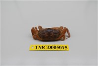 藏品(隆背大眼蟹)的圖片